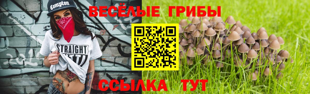 Сальск  Галлюциногенные грибы Cubensis  Вход с VPN 